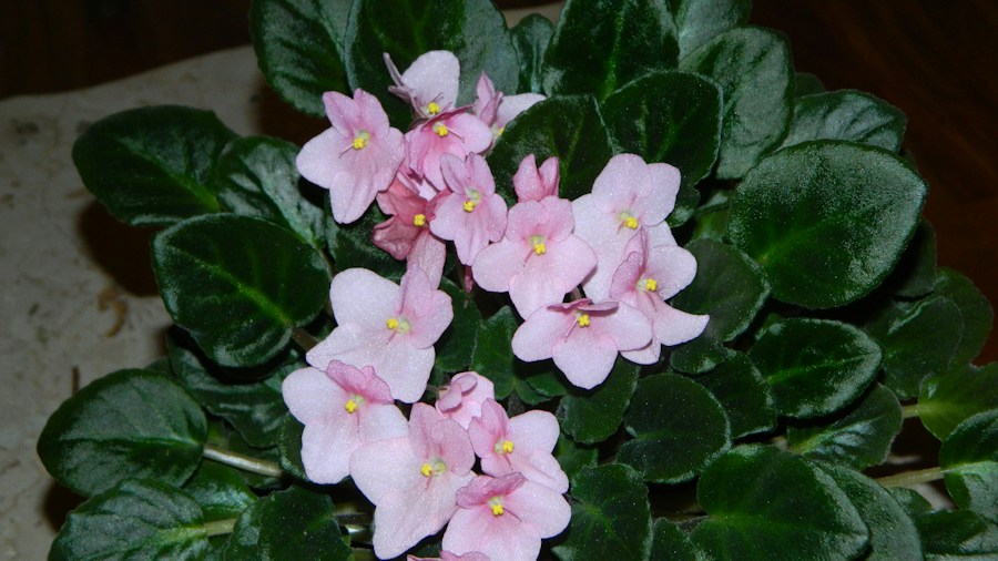 African violets flowering pink blooms