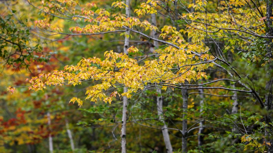 american hornbeam trees fall foliage color