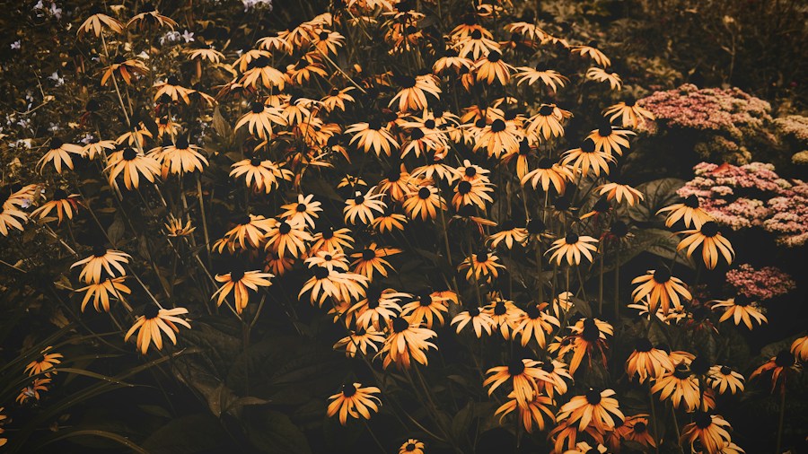 autumn perennials pollinators flowers