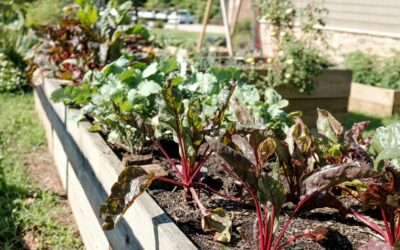 September Planting Guide for Winter Vegetables