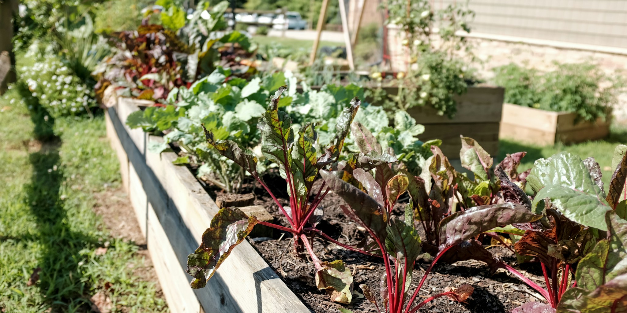 September Planting Guide for Winter Vegetables
