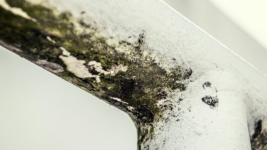 bathroom mold mildew growth