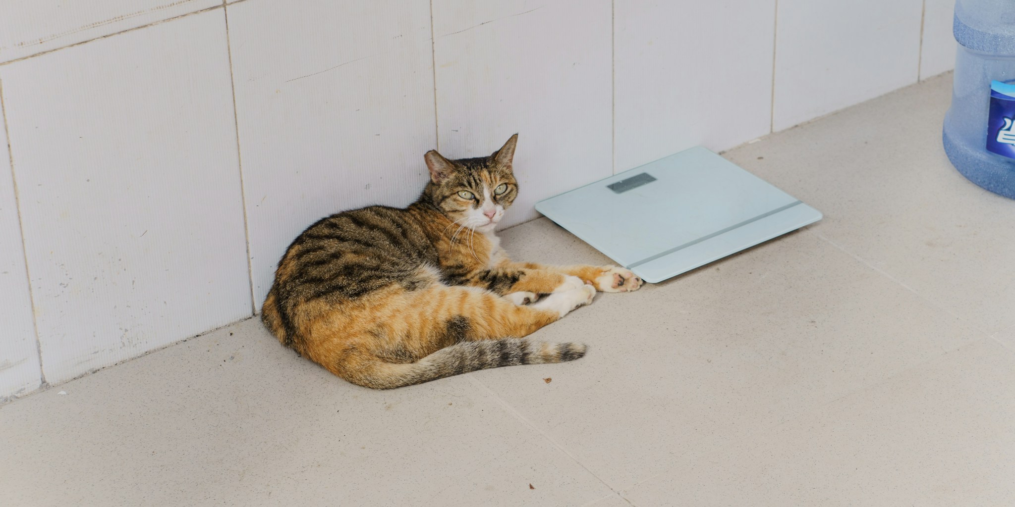 Budget Smart Scale with Surprising Accuracy