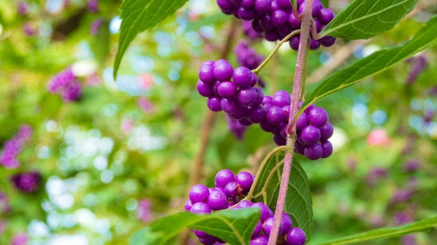 Beautyberry Shrub Sale and Fall Planting: What Gardeners Should Know 1 beautyberry clusters flowering white blooms
