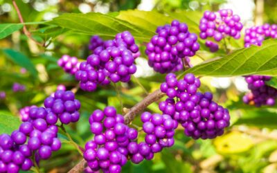 Beautyberry Shrub Fall Planting Guide
