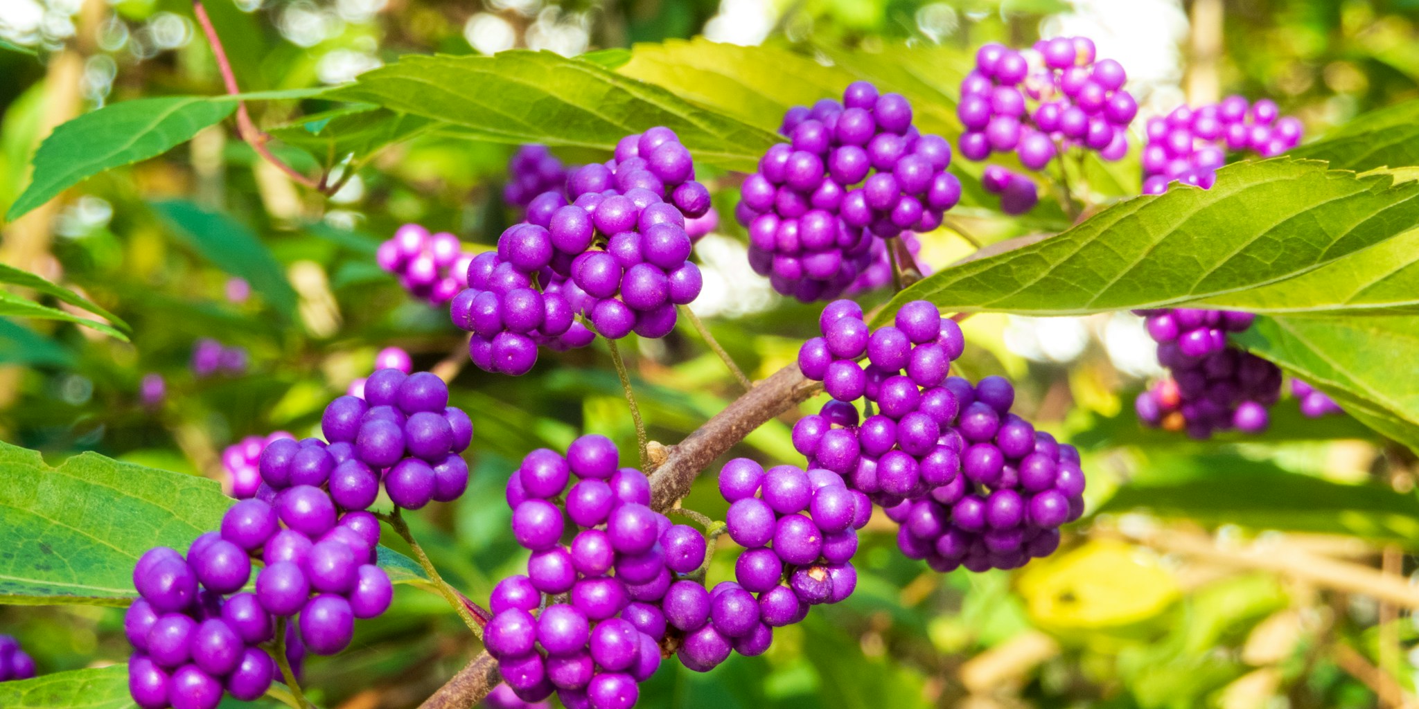 Beautyberry Shrub Fall Planting Guide