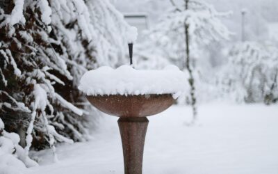 Heated Bird Bath Keeps Winter Birds Safe and Hydrated
