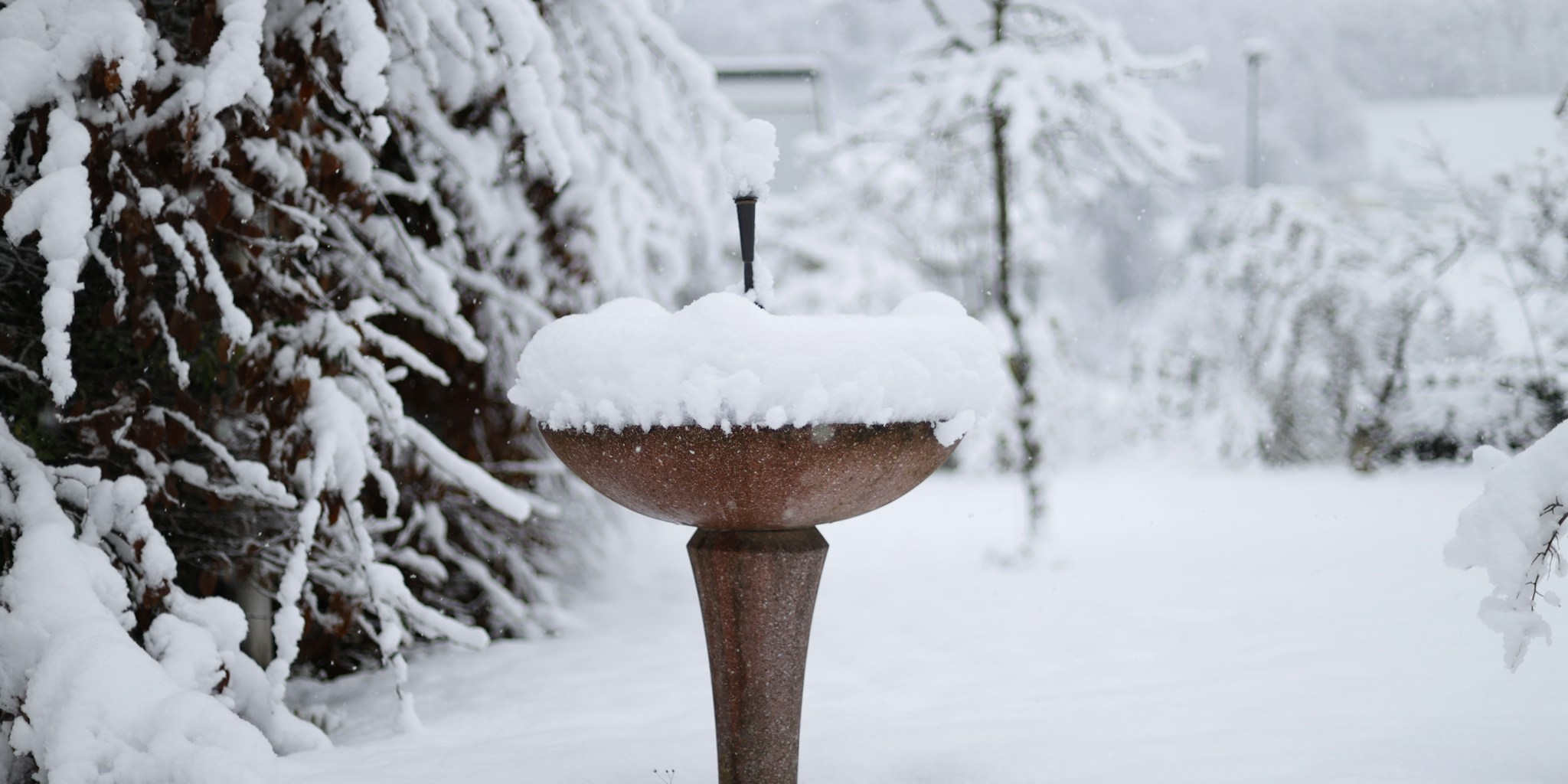 Farm Innovators Heated Bird Bath Launches as Winter Essential: What Buyers Should Know