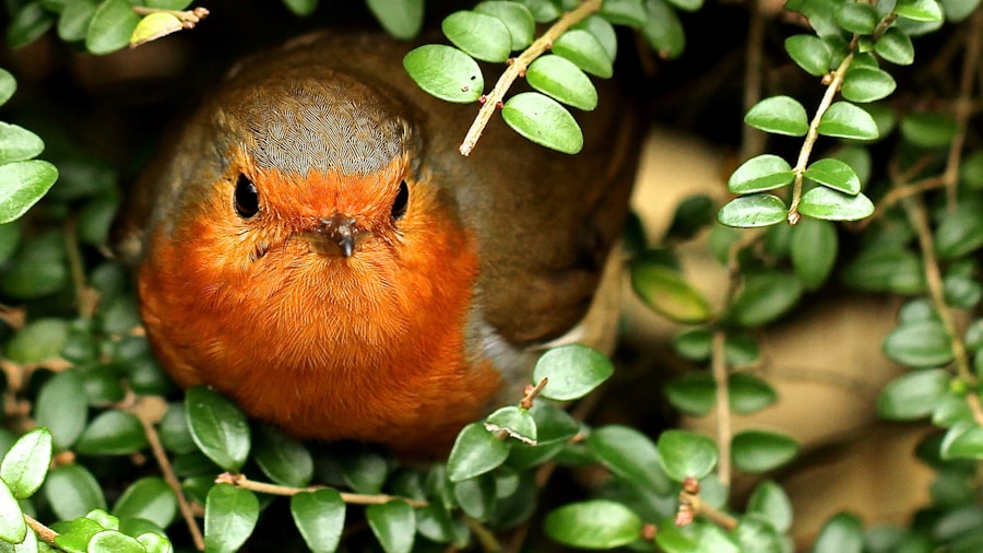 birds shelter shrubs shade