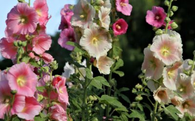 Connecticut Summer Garden at Peak Bloom: What Buyers Should Know