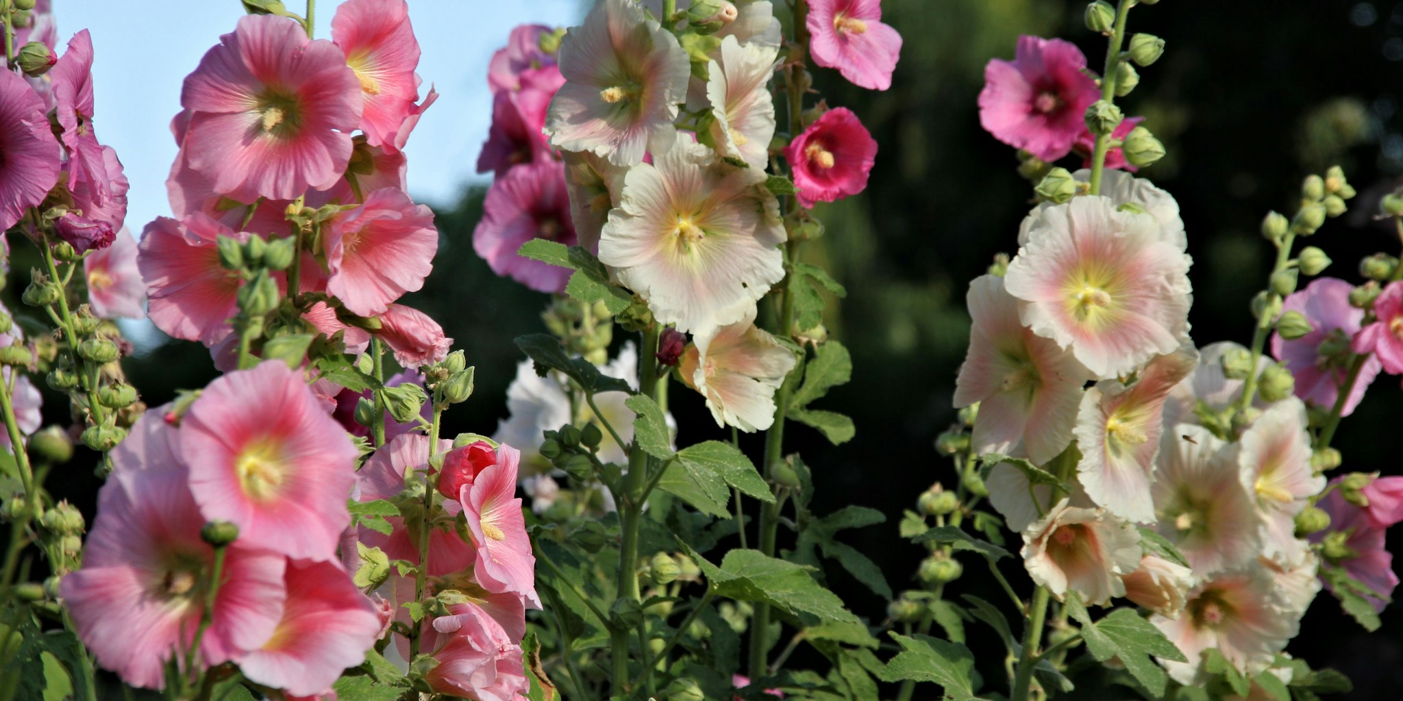 Peak Summer Garden Color Without the Fuss