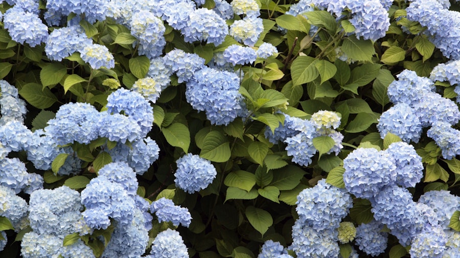 Calming Garden Plants for a Tranquil Outdoor Space What Shoppers Should Know 1 climbing hydrangea fence wall coverage