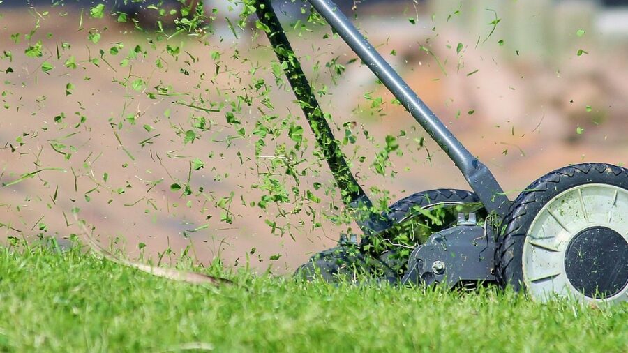 close-up lawn thatch buildup grass