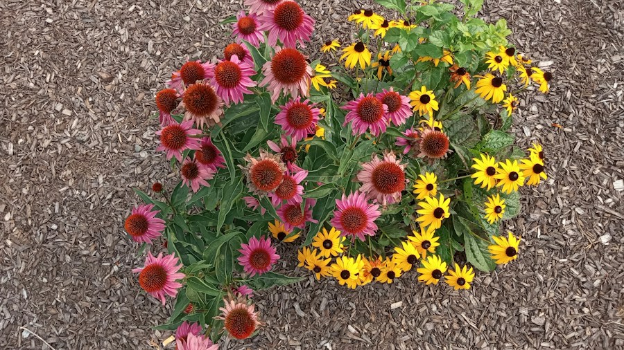 Fall Garden Flowers Still Thriving Mild Weather Extends the Growing Season What Shoppers Should Know 2 colorful coneflower containers fall