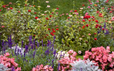 Peak Summer Garden Color: Design Principles That Work