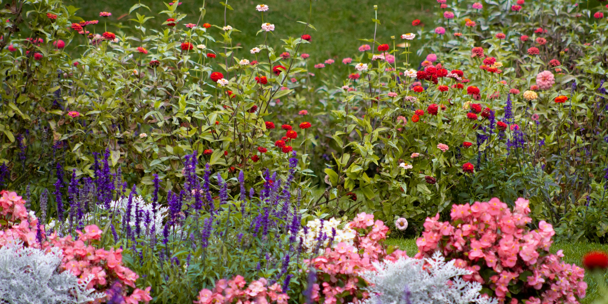 Peak Summer Garden Color: Design Principles That Work