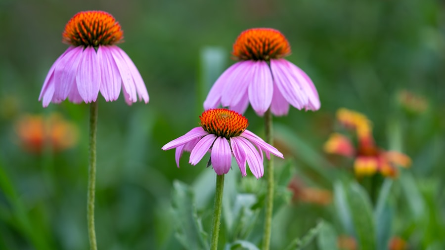 coneflower purple blooms garden
