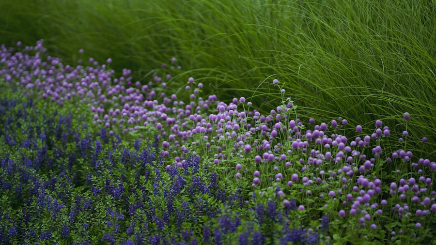 Wisconsin Garden Reaches Peak Summer Color: What Shoppers Should Know About Creating Layered, High-Impact Borders 1 dense flower border with purple grass and blooms