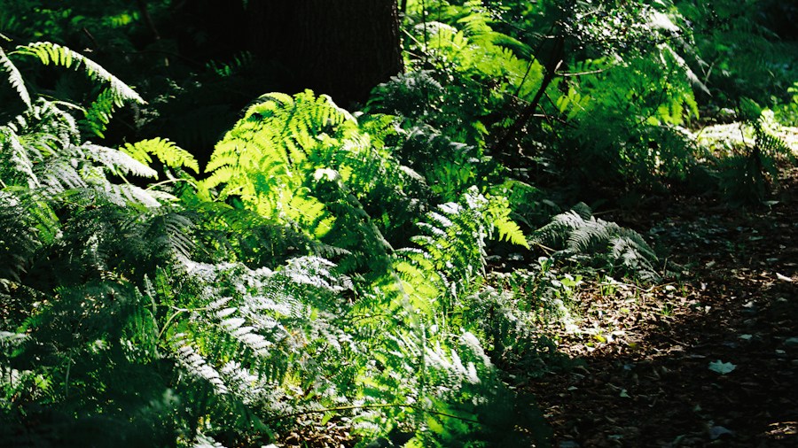 dense shade garden path ferns