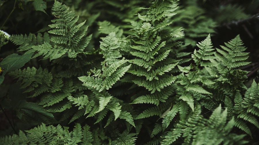 California Garden Design Trends: What Homeowners Should Know 2 drought tolerant shade plants ferns