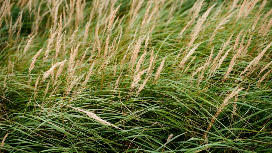 edible hedge autumn plants ornamental grasses
