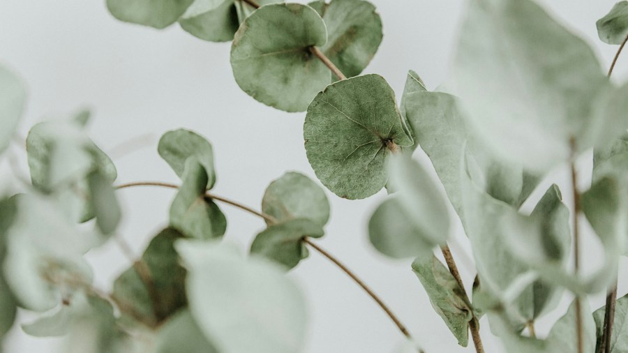eucalyptus bundles bathroom accessories hanging