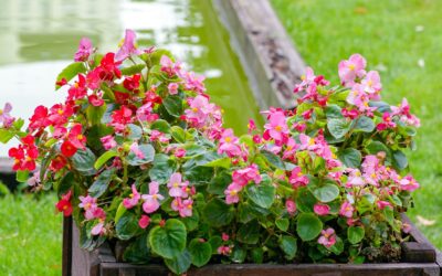 Fall Weather Extends Garden Season: What Buyers Need to Know