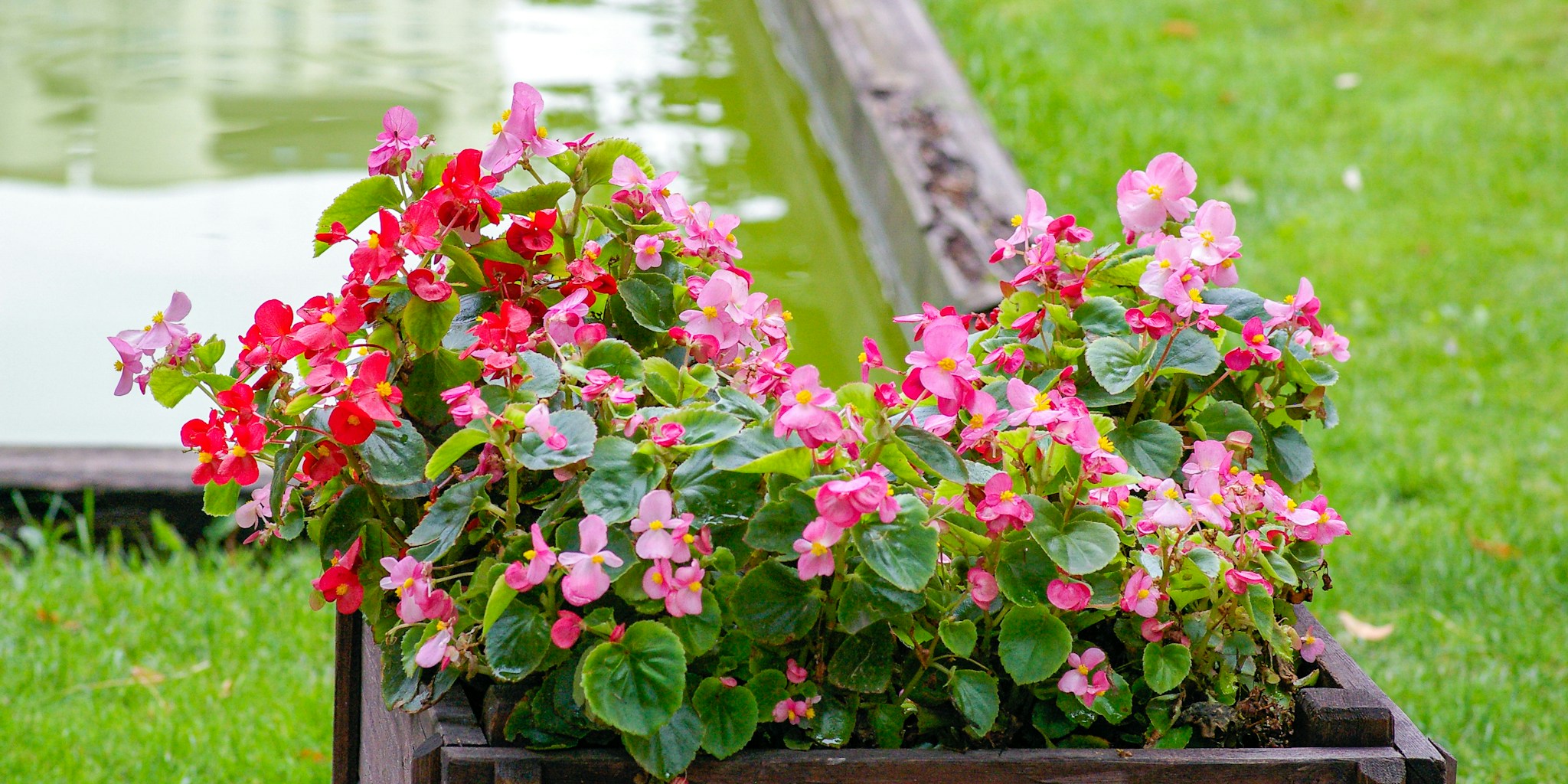 Fall Weather Extends Garden Season: What Buyers Need to Know