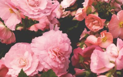 Fall Garden Transition What Shoppers Should Know About Seasonal Plant Care