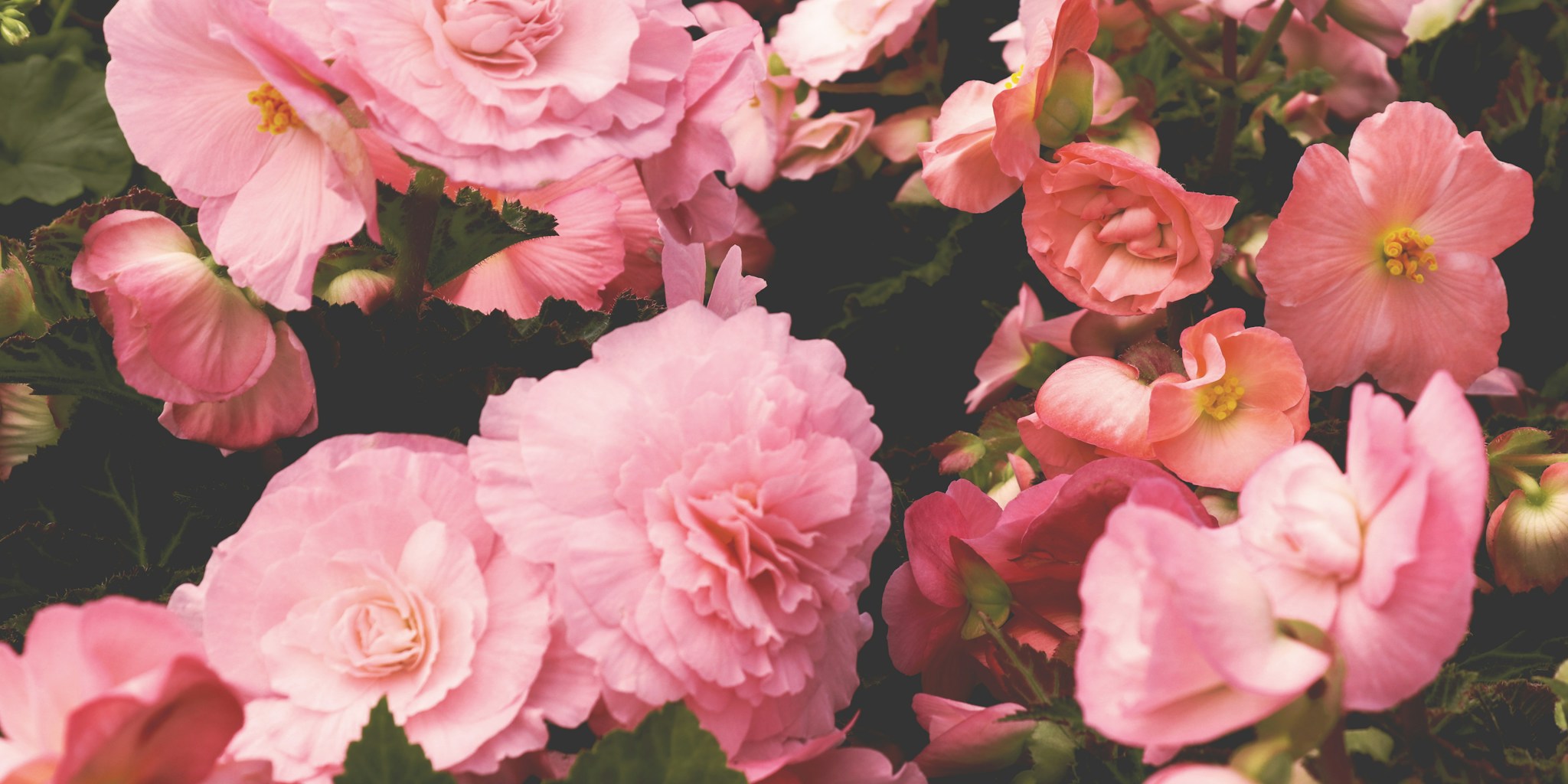 Fall Garden Guide: What Shoppers Need to Know