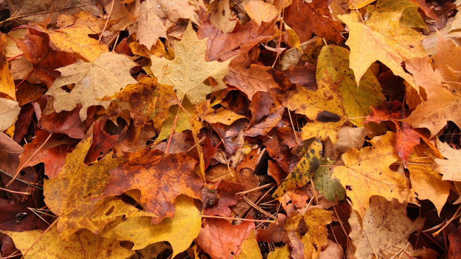 Amazon Hand Leaf Scoops Make Fall Yard Cleanup Faster and Less Physically Demanding 1 fallen leaves pile raking garden
