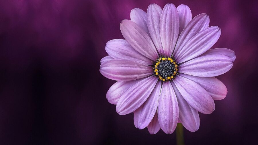 Connecticut Summer Garden at Peak Bloom: What Buyers Should Know 1 flowering perennials dense planting beds