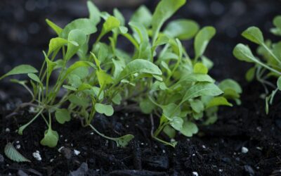 Late Summer Arugula Growing in Raised Beds and Containers: What Buyers Should Know