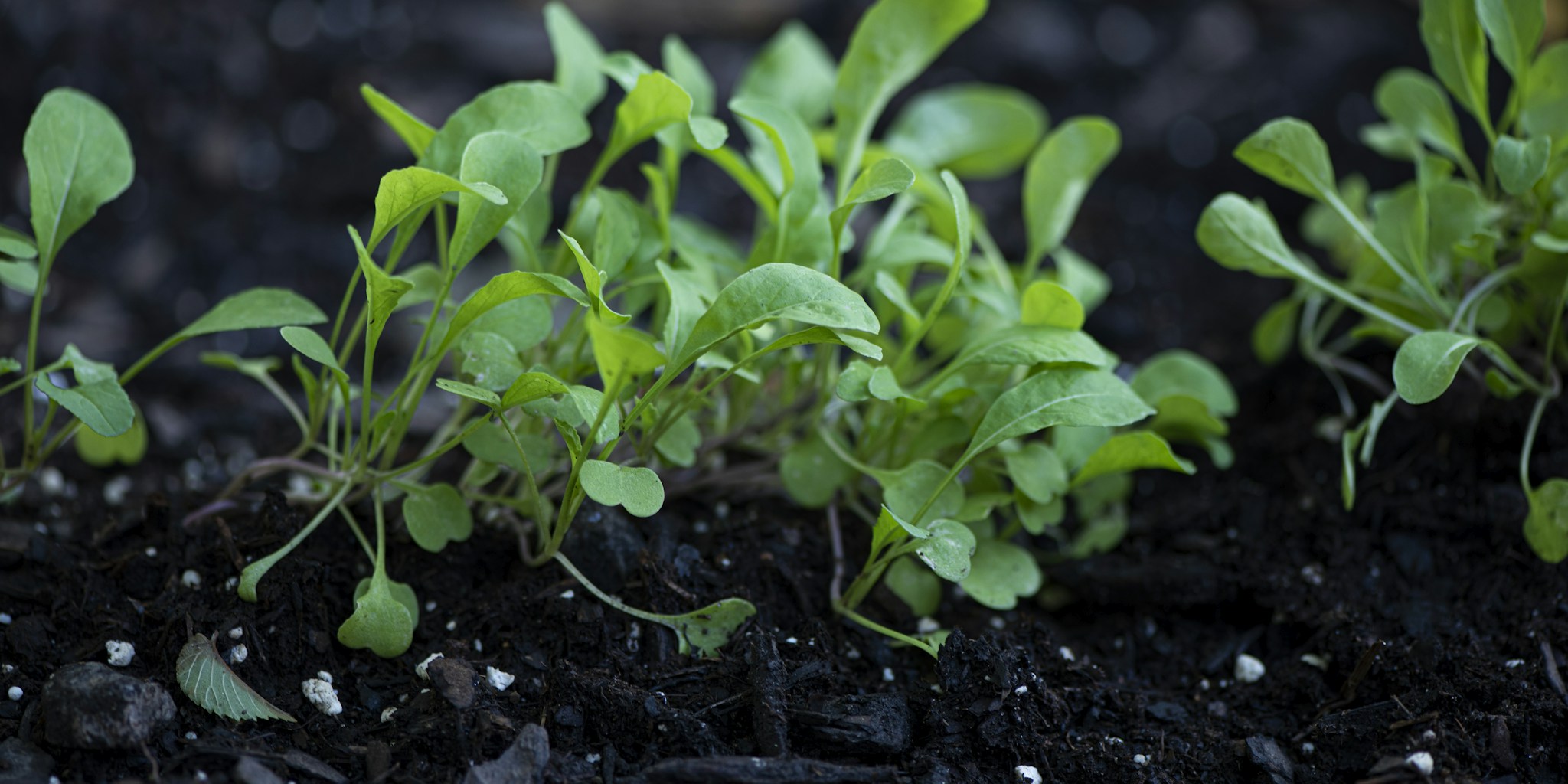 Grow Arugula in August for Extended Fall Harvests
