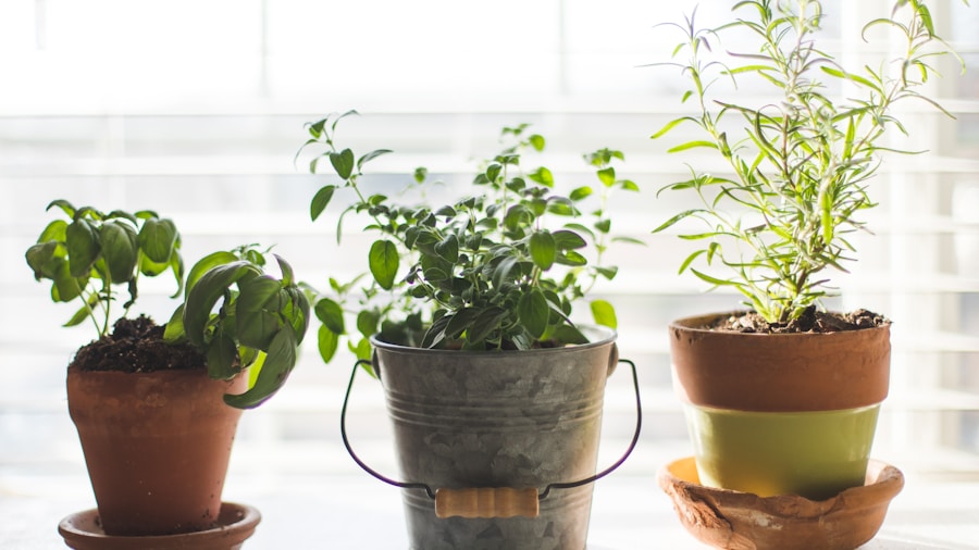 fresh herbs windowsill arrangement home