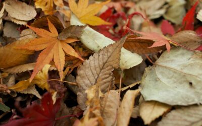 Help Garden Bees Survive Winter: 7 Autumn Tips