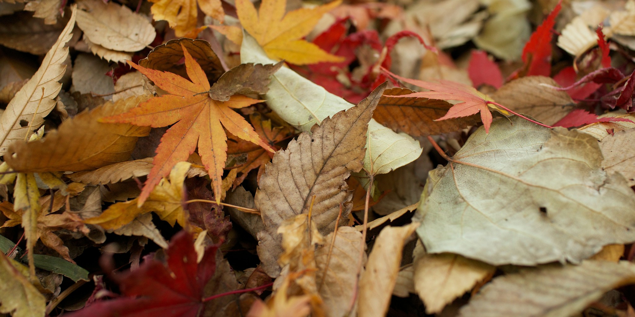 7 Essential Tips to Support Overwintering Garden Bees in Fall