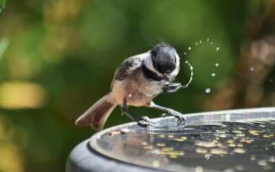 5 Essential Tips for Supporting Garden Birds Through Late Summer