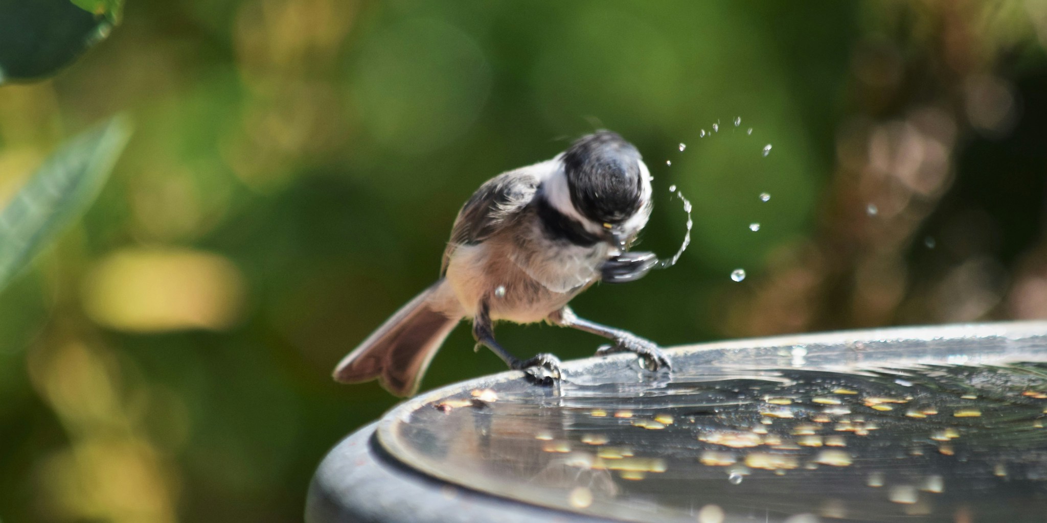 5 Essential Tips for Supporting Garden Birds Through Late Summer