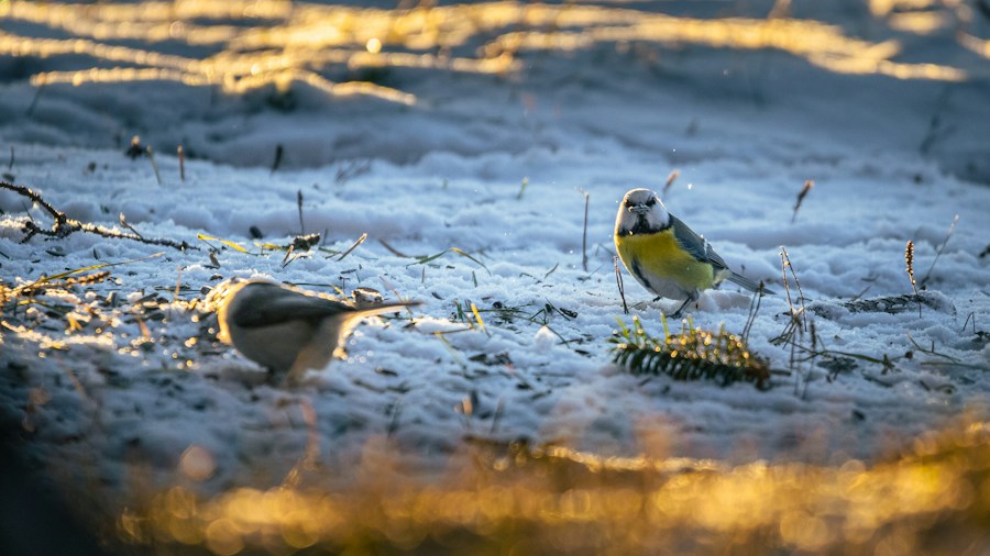 Farm Innovators Heated Bird Bath Launches as Winter Essential: What Buyers Should Know 1 garden birds drinking winter frost