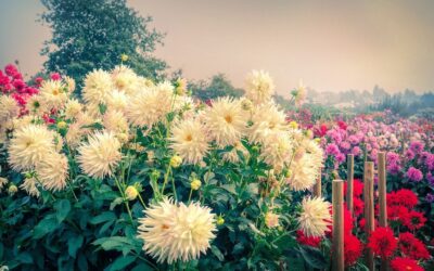 Late Summer Garden Transitions: What Buyers Should Know About Fall Planting Success