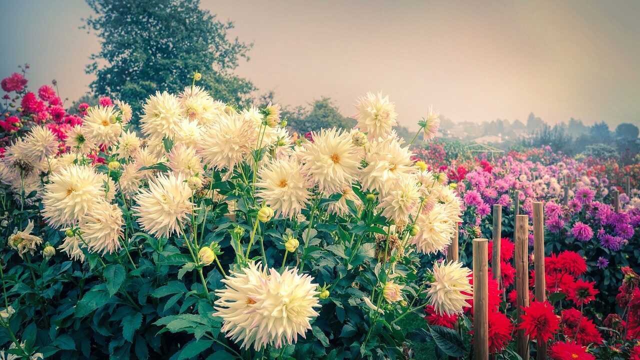 Late Summer Garden Changes: Smart Buying Guide