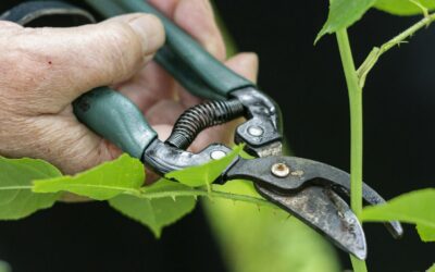 Don't Prune These Seven Plants in September