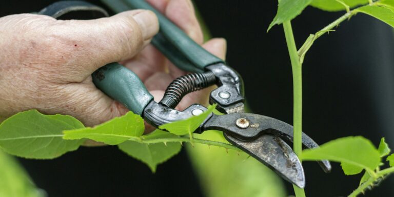 garden pruning shears autumn shrubs