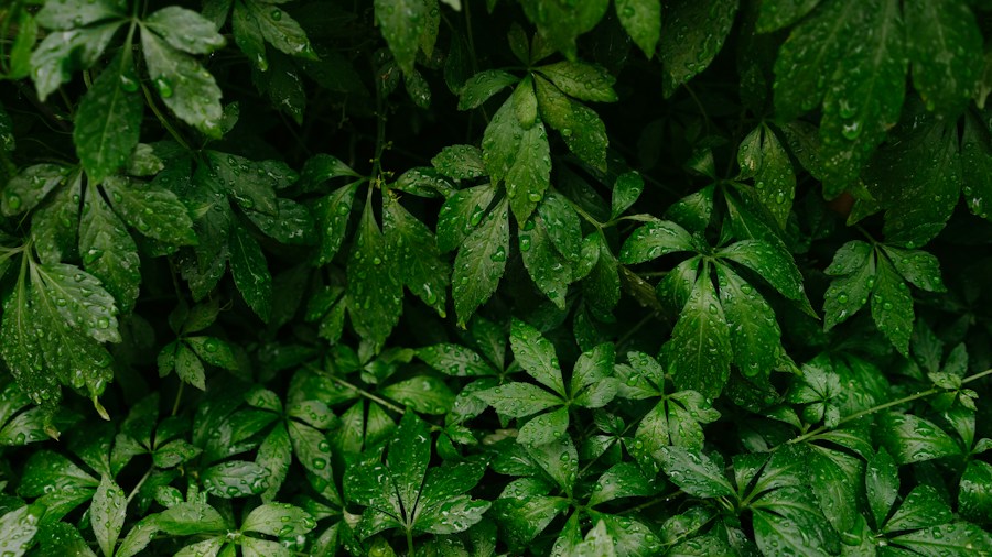 6 Tips to Stop Making September Houseplant Care Mistakes 2 green leaves plant dormancy