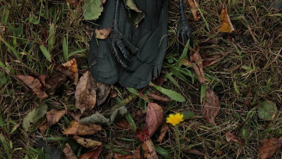 Amazon Hand Leaf Scoops Make Fall Yard Cleanup Faster and Less Physically Demanding 2 hand glove holding leaves debris