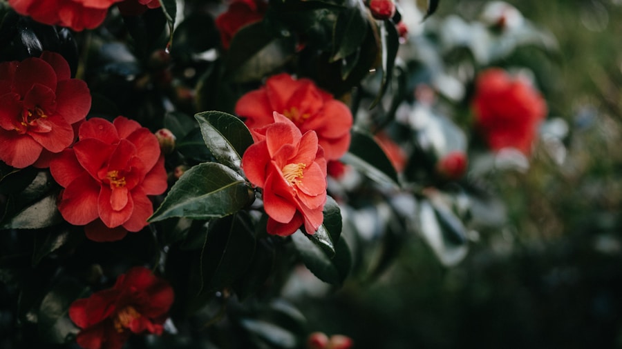 September Planting Guide: What Buyers Should Know About Fall Perennials and Bulbs 2 hardy geranium camellia shrub