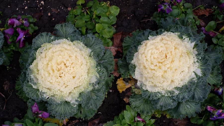 harvesting fresh kale winter garden