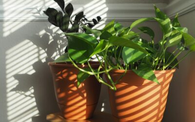 7 Tips to Prevent and Fix Leggy Houseplant Growth in Fall
