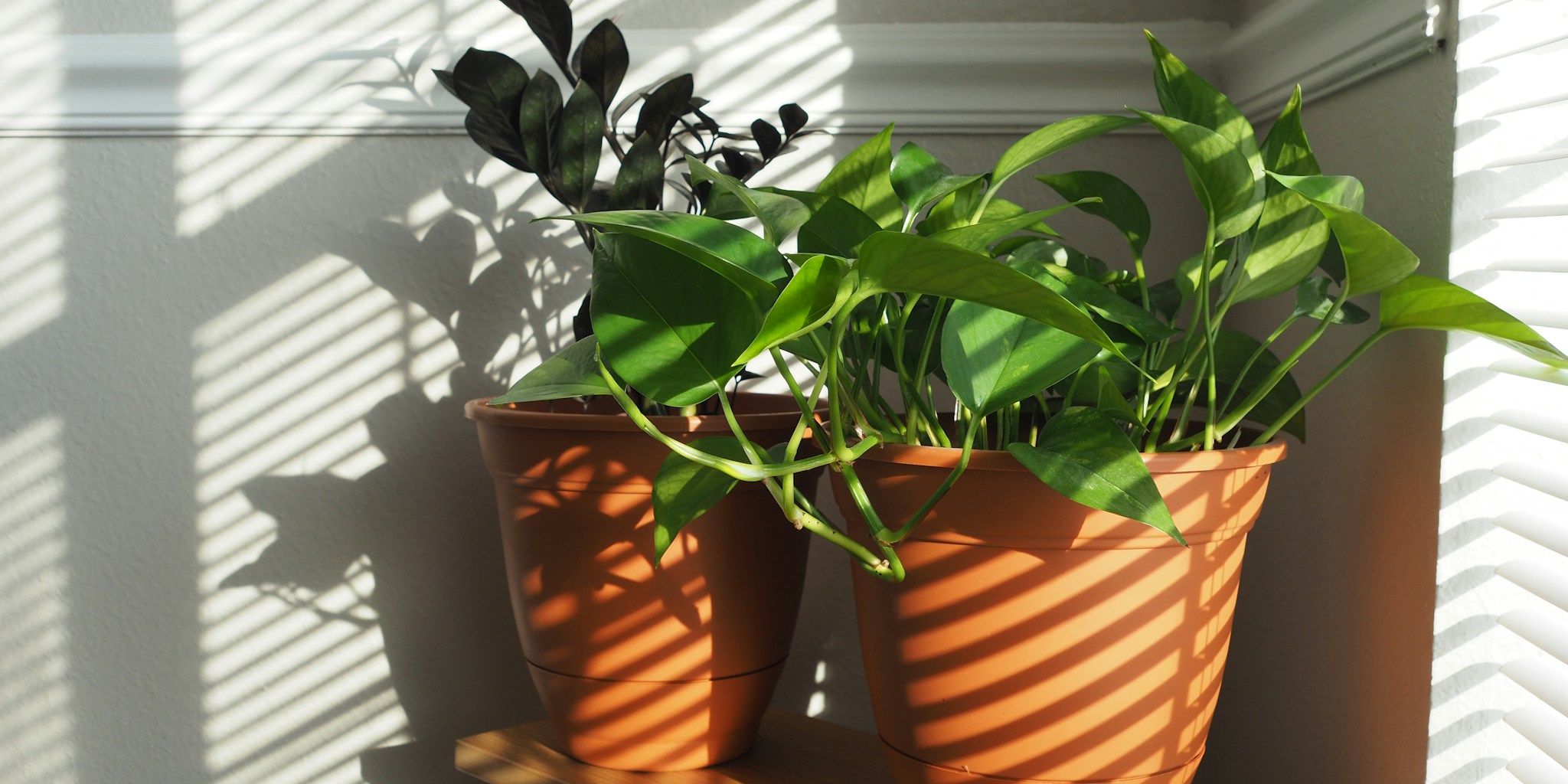 7 Tips to Prevent and Fix Leggy Houseplant Growth in Fall